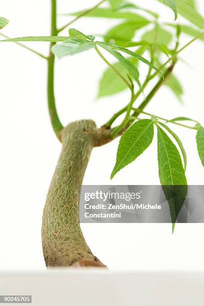 close-up of potted silk floss tree - ceiba speciosa stock pictures, royalty-free photos & images