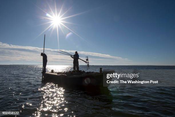 James Creamer, right, and Victor Causey tong oysters from the cat point oyster reef in Apalachicola Bay.