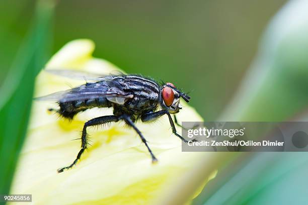 flesh fly on yellow flower - mosca de la carne fotografías e imágenes de stock