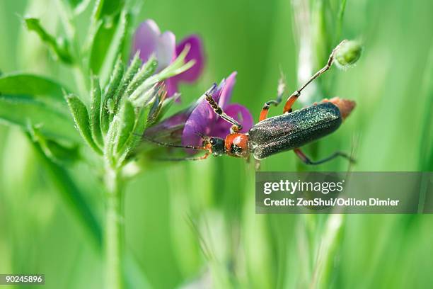 soldier beetle (cantharidae) dusted with pollen crawling on purple flower, aphid hiding on leaf - aphid stock-fotos und bilder