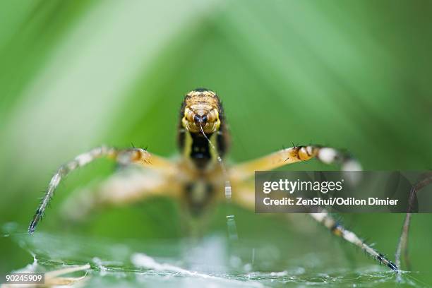 yellow garden spider (argiope aurantia) spinning web, focus on spinneret - weben stock-fotos und bilder