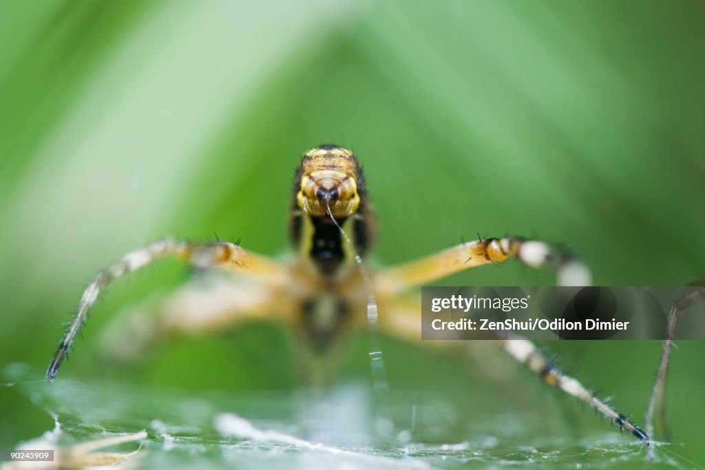 Yellow Garden Spider (argiope aurantia) spinning web, focus on spinneret