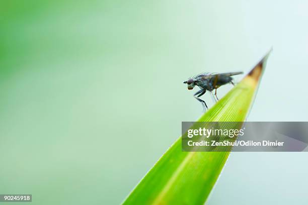 flesh fly (sarcophaga) perched at pointed tip of leaf - mosca de la carne fotografías e imágenes de stock