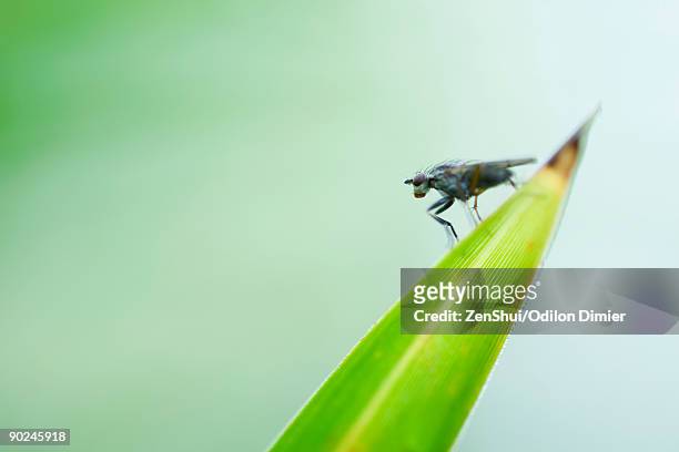 flesh fly (sarcophaga) perched at pointed tip of leaf - mosca carnaria foto e immagini stock