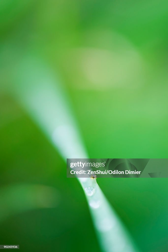 Aphid on plant