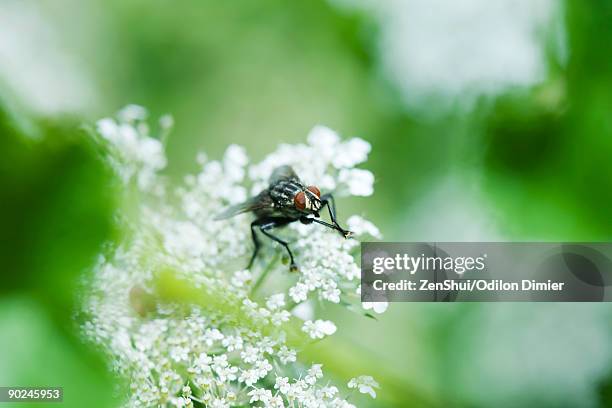 flesh fly (sarcophaga) on white flowers - mosca carnaria foto e immagini stock