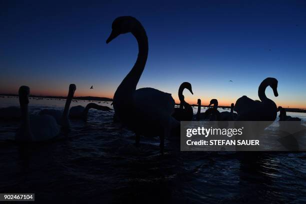 Swans silhouette against a dark blue sky at dawn in Stralsund at the Baltic Sea, northeastern Germany, on January 8, 2018. / AFP PHOTO / dpa / Stefan...