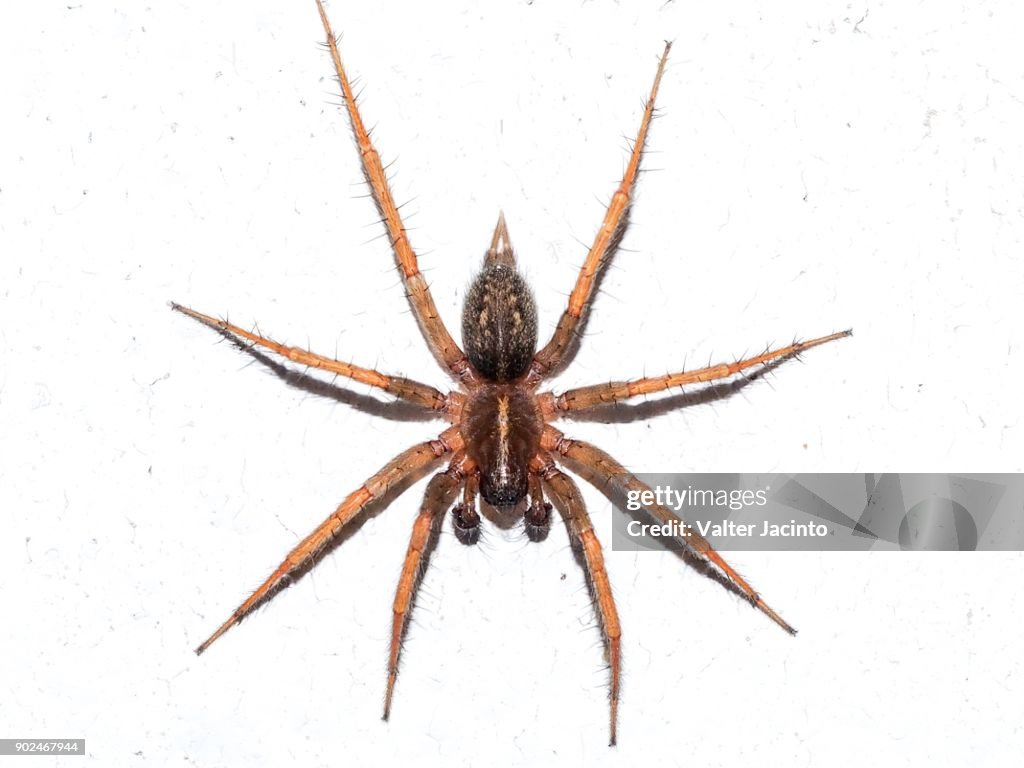 Funnel-web Spider (Lycosoides coarctata)