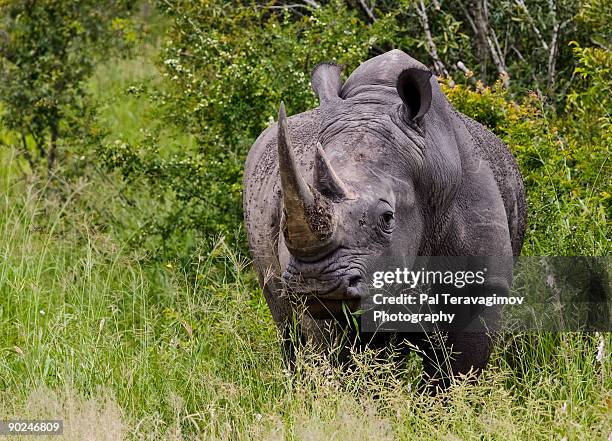 rhinoceros - horn of africa stock-fotos und bilder