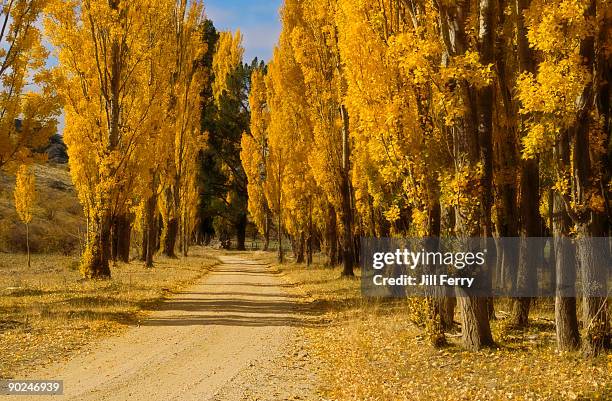 golden poplar trees in autumn - poplar tree stock pictures, royalty-free photos & images