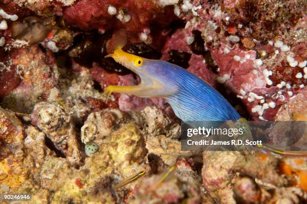 ribbon eel - ribbon eel stock pictures, royalty-free photos & images
