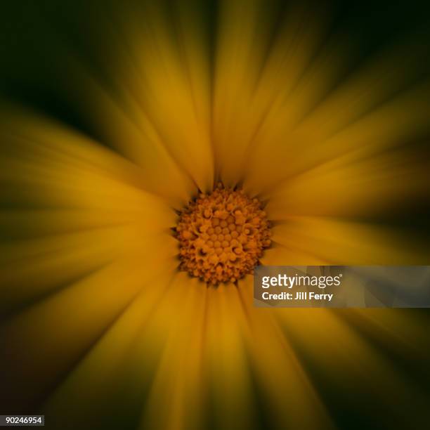 golden soft flower - corn marigold stock pictures, royalty-free photos & images