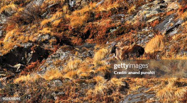 himalayan tahr in chopta, kedarnath wildlife sanctuary, uttarakhand, india. - tahr stock pictures, royalty-free photos & images