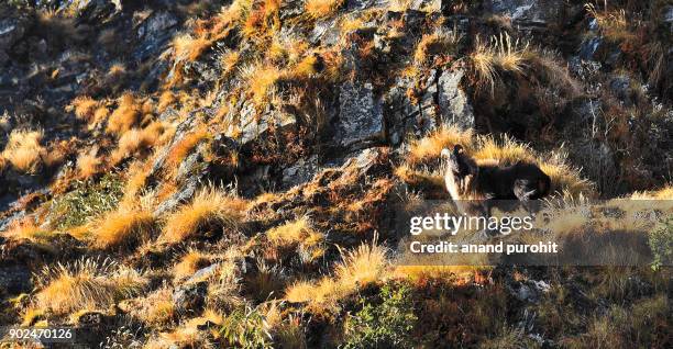 himalayan tahr in chopta, kedarnath wildlife sanctuary, uttarakhand, india. - tahr stock pictures, royalty-free photos & images