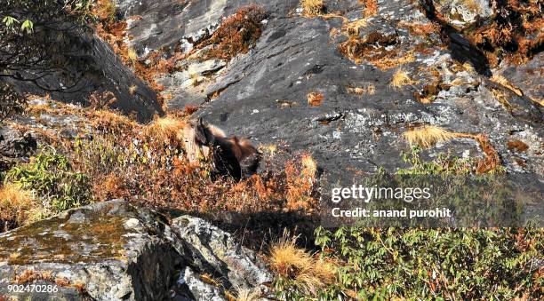 himalayan tahr in chopta, kedarnath wildlife sanctuary, uttarakhand, india. - tahr stock pictures, royalty-free photos & images