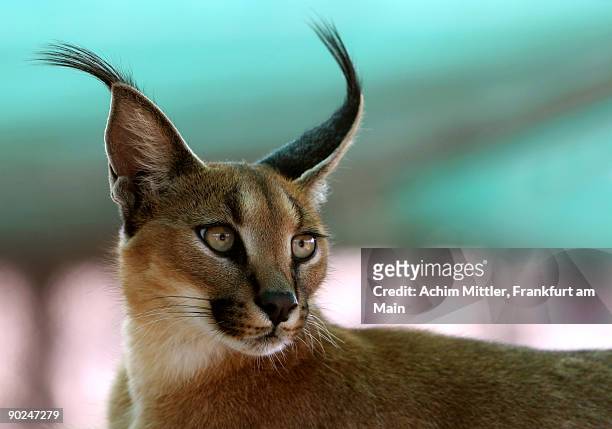 african lynx (caracal caracal)  - caracal stock pictures, royalty-free photos & images