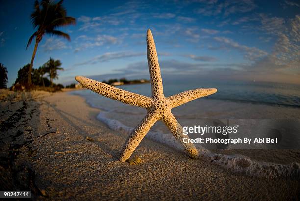 starfish in the surf - la marathon - fotografias e filmes do acervo