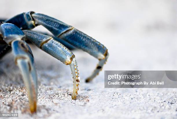 blue crab legs - blue crab stock pictures, royalty-free photos & images