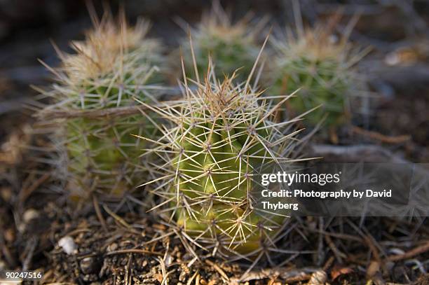 cactus - david dorn stock-fotos und bilder