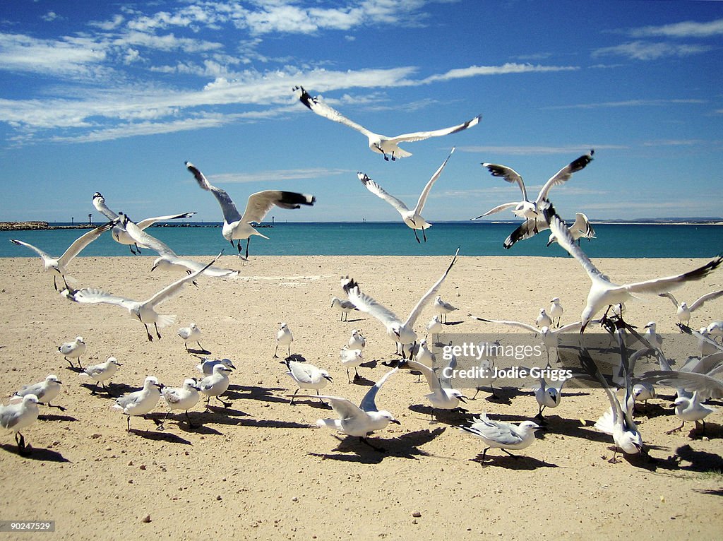 Seagulls