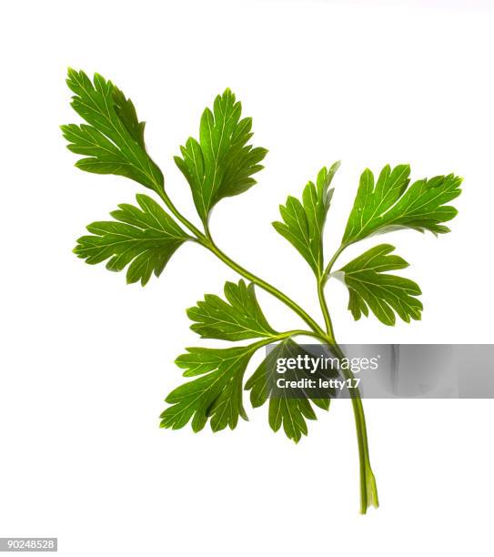 parsley isolated - persilja bildbanksfoton och bilder