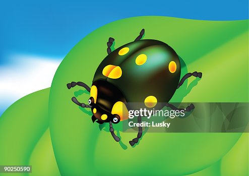 Ladybug Ladybug