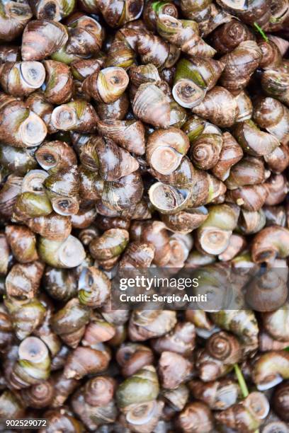 rice field snails - caracol manzana fotografías e imágenes de stock