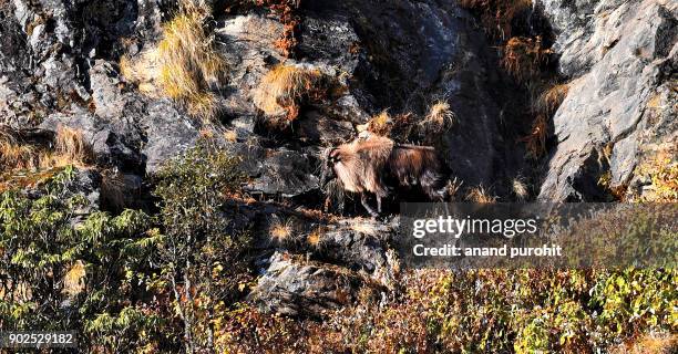 himalayan tahr in chopta, kedarnath wildlife sanctuary, uttarakhand, india. - tahr stock pictures, royalty-free photos & images