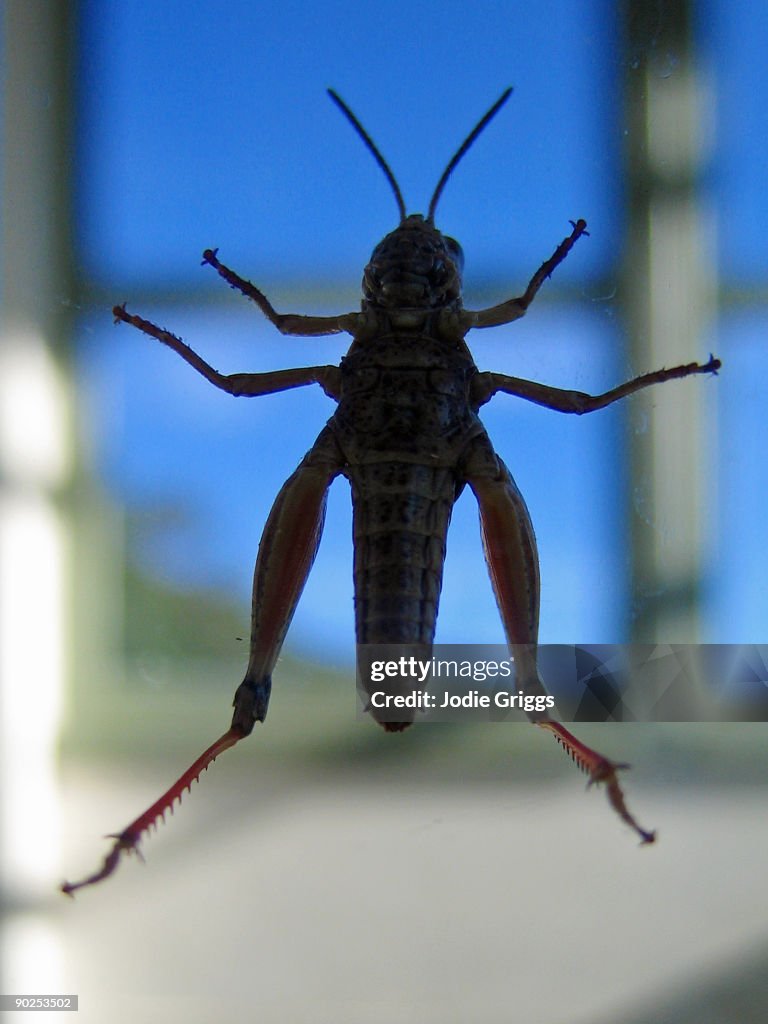 Grasshopper Silhouette