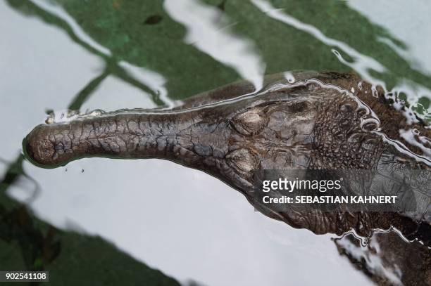 False gharial "De Gaulle" swims in its basin during the annual inventory of the zoo in Dresden, eastern Germany, on January 8, 2018. / AFP PHOTO /...