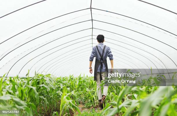 men working in the greenhouse, china - schürze mann rückansicht stock-fotos und bilder