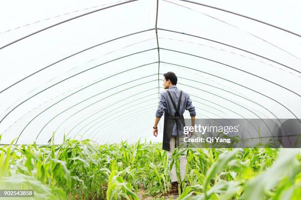 men working in the greenhouse, china - schürze mann rückansicht stock-fotos und bilder