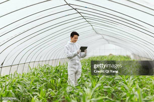 scientist in greenhouse examining corn seedlings, china - vegetable garden inside greenhouse stock pictures, royalty-free photos & images