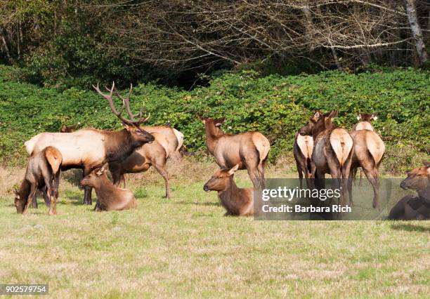 herd of roosevelt elk rest alongside hwy 101 in the california pacific northwest - del norte county stockfoto's en -beelden