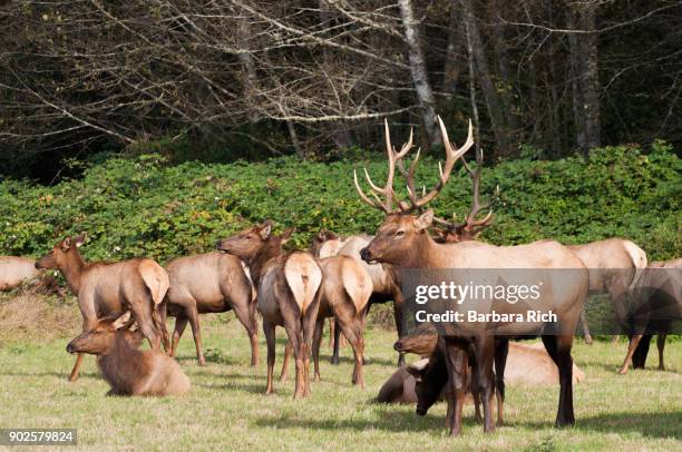 herd of roosevelt elk rest alongside hwy 101 in the california pacific northwest with bull elk to the front - del norte county stockfoto's en -beelden