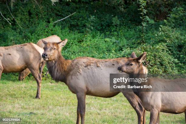 roosevelt elk cow and calf standing alongside hwy 101 iin the california pacific northwest - condado del norte imagens e fotografias de stock