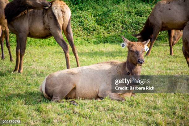 roosevelt elk cow with ear tags and tracking collar rests among herd alongside hwy 101 in the california pacific northwest - 野生生物追跡札 ストックフォトと画像