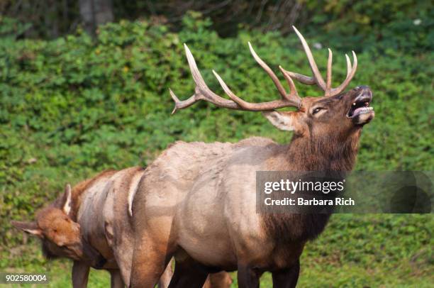 large roosevelt elk bull with head raised in call alongside hwy 101 in the california pacific northwest - del norte county stockfoto's en -beelden