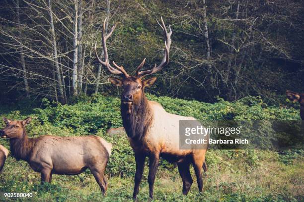 roosevelt elk bull with huge horned rack with herd alongside hwy 101 in the california pacific northwest - condado del norte imagens e fotografias de stock