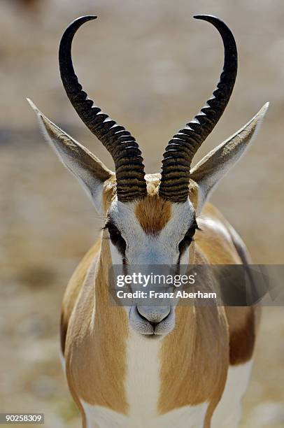 Springbok Similar Springbok High-Res Stock Photo - Getty Images