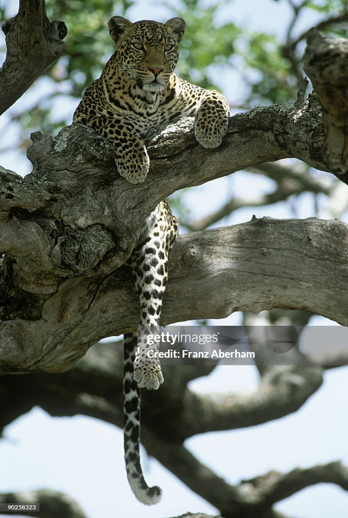 Leopard relaxing in tree