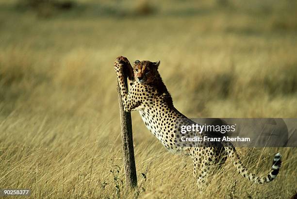 cheetah with post - scratching post stock pictures, royalty-free photos & images