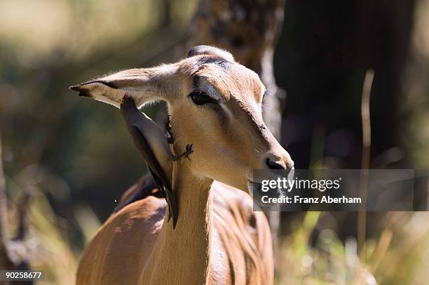 impala and redbilled oxpecker - picoteador de pico rojo fotografías e imágenes de stock