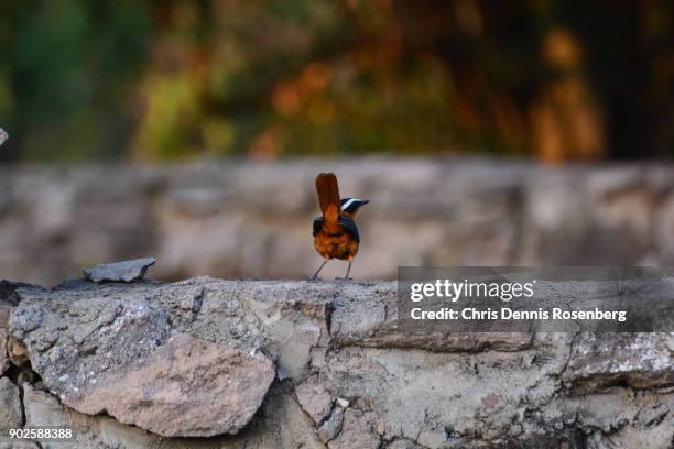 white-browed robin-chat (cossypha heuglini). - kasese stock-fotos und bilder