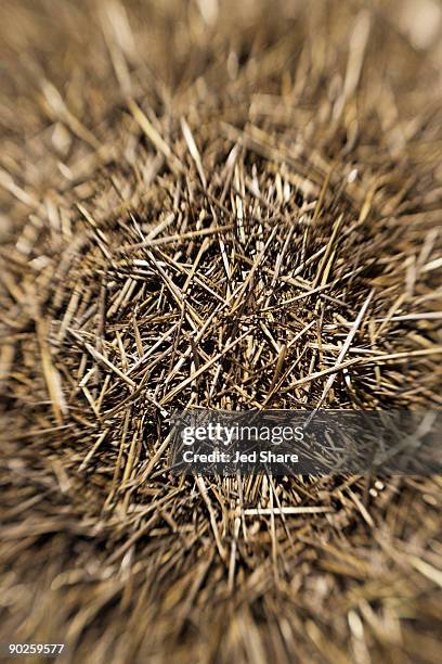 needle in a haystack - needle in a haystack stock pictures, royalty-free photos & images