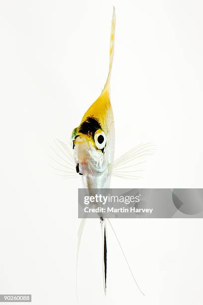 studio shot of koi angelfish - kaiserfisch stock-fotos und bilder