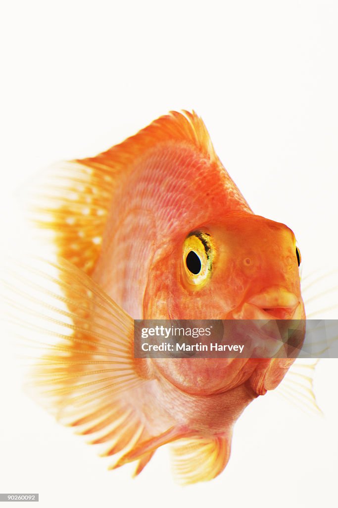Studio shot of Red Parrot fish