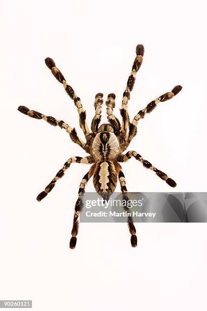 indian ornamental arboreal tarantula - spider fotografías e imágenes de stock