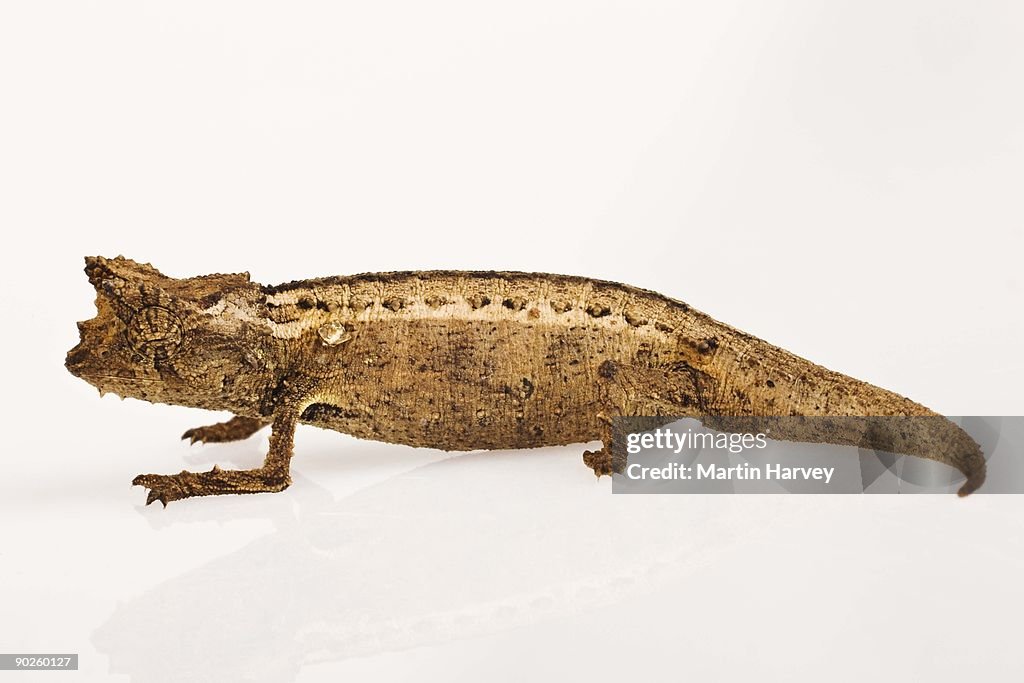 Thiel's Pygmy Chameleon