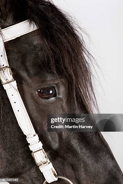 black friesian horse wearing bridle - friesian horse stock pictures, royalty-free photos & images